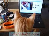Confused Kitten watching a video of himself