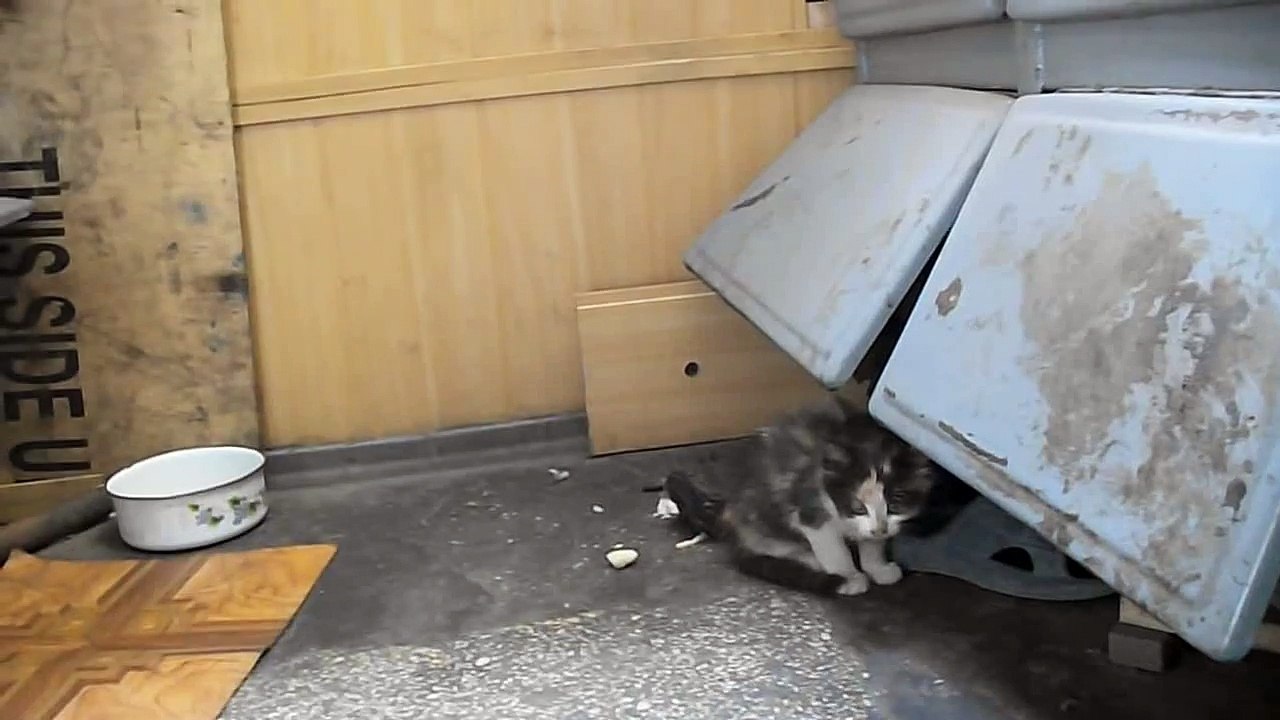 Very little kitten