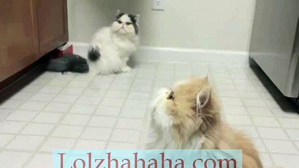 Cooper Cat Talking to Microwave