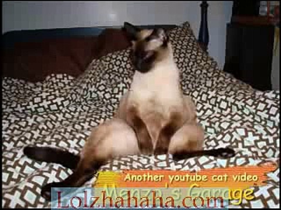 Crazy talking cat