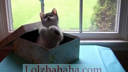Cute Baby Kitten Meowing