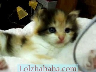 Cute calico kitten