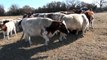 Shorthorn cattle in Cross Plains