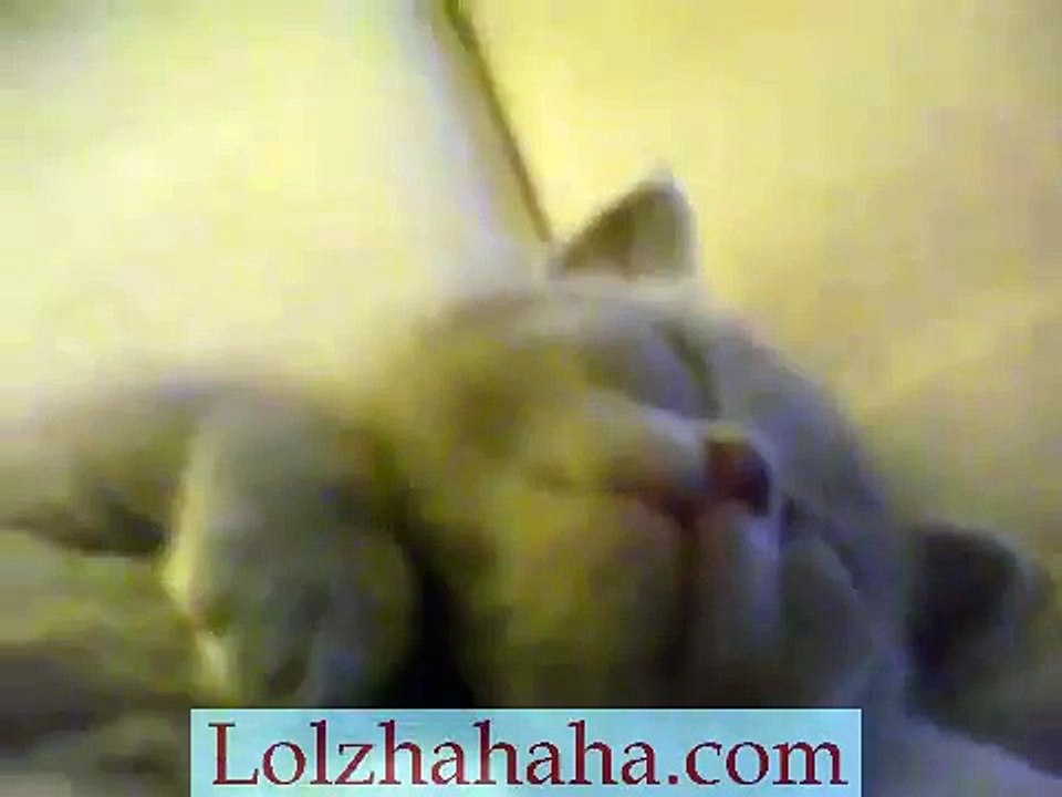 Cute dreaming kitty