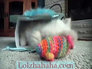Cute Kitten Bag Fun Part 1