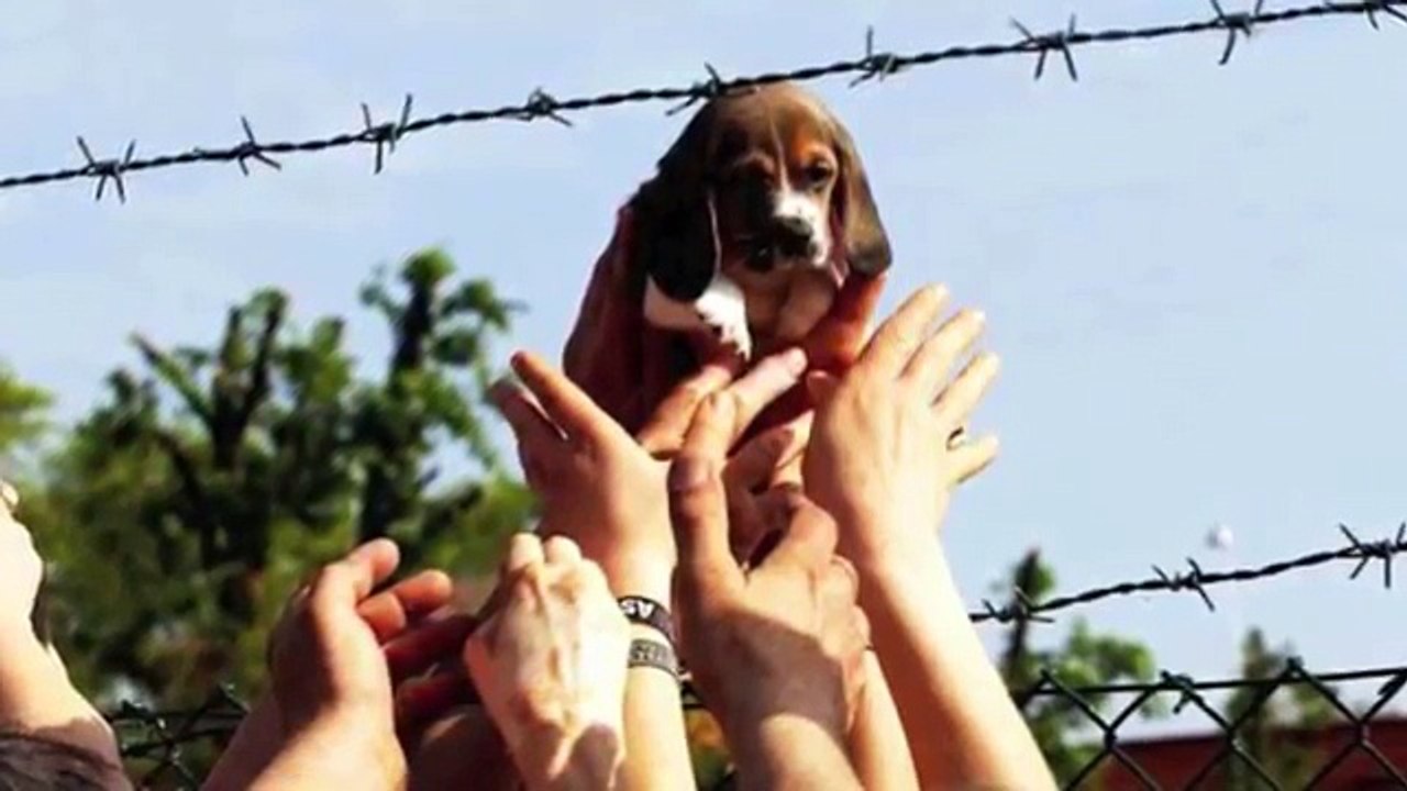 To the heroes - Animal Liberation Front