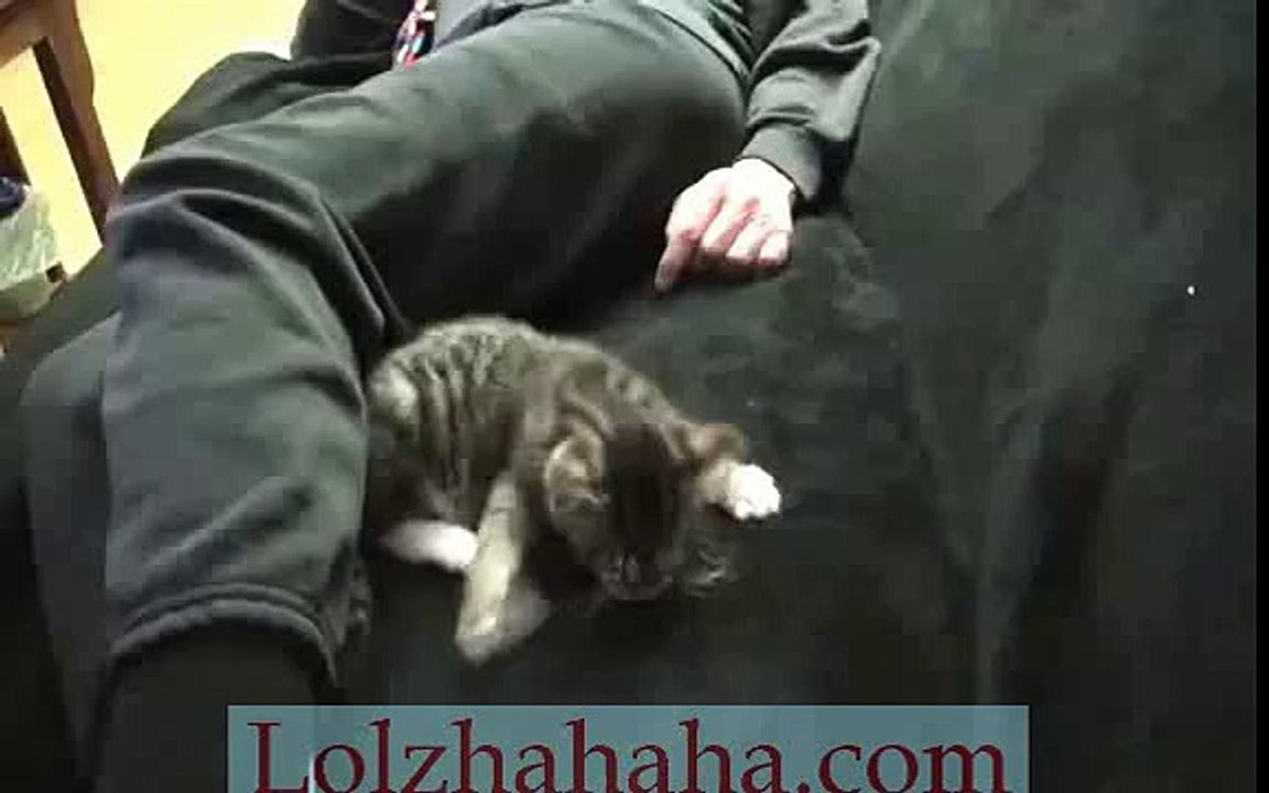 Cute kitten crazy blanket biting