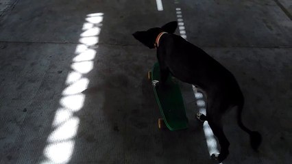 Dog Can Skateboard | Back & Forth