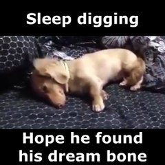 Sleep digging Dachshund