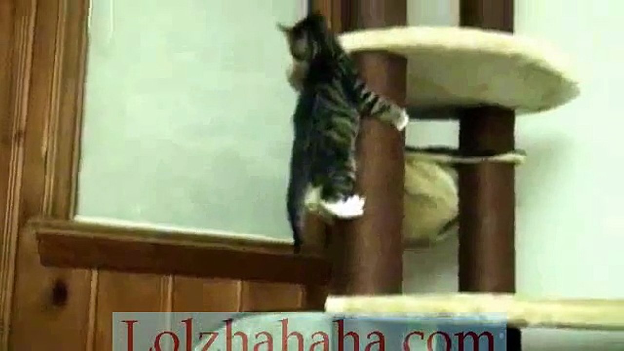 Cute kitten falling off cat tree