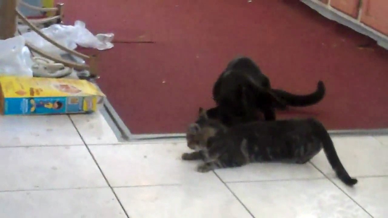 Cat Butt Sex?!?!?!