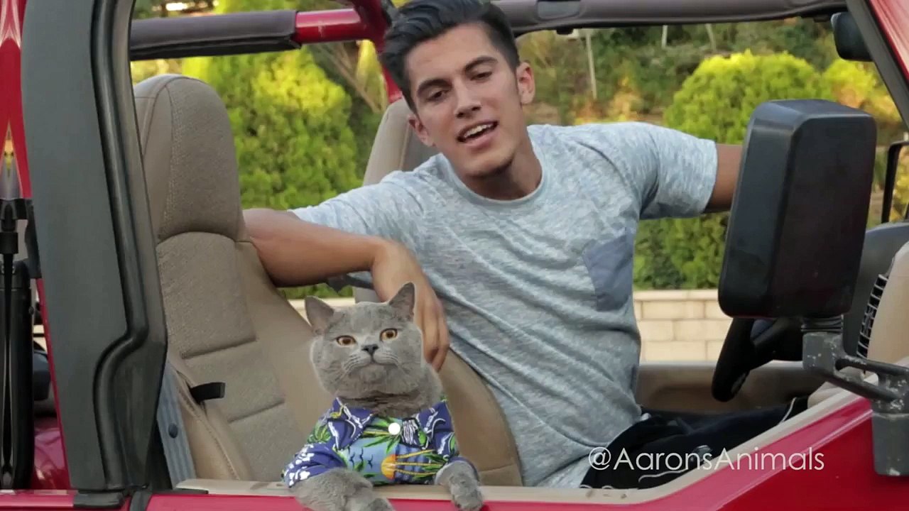 Cat Fast & Furryest