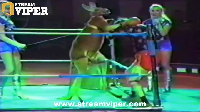 15 Most Awful Animal Attacks On Human PT04 | The Deadliest Attacks