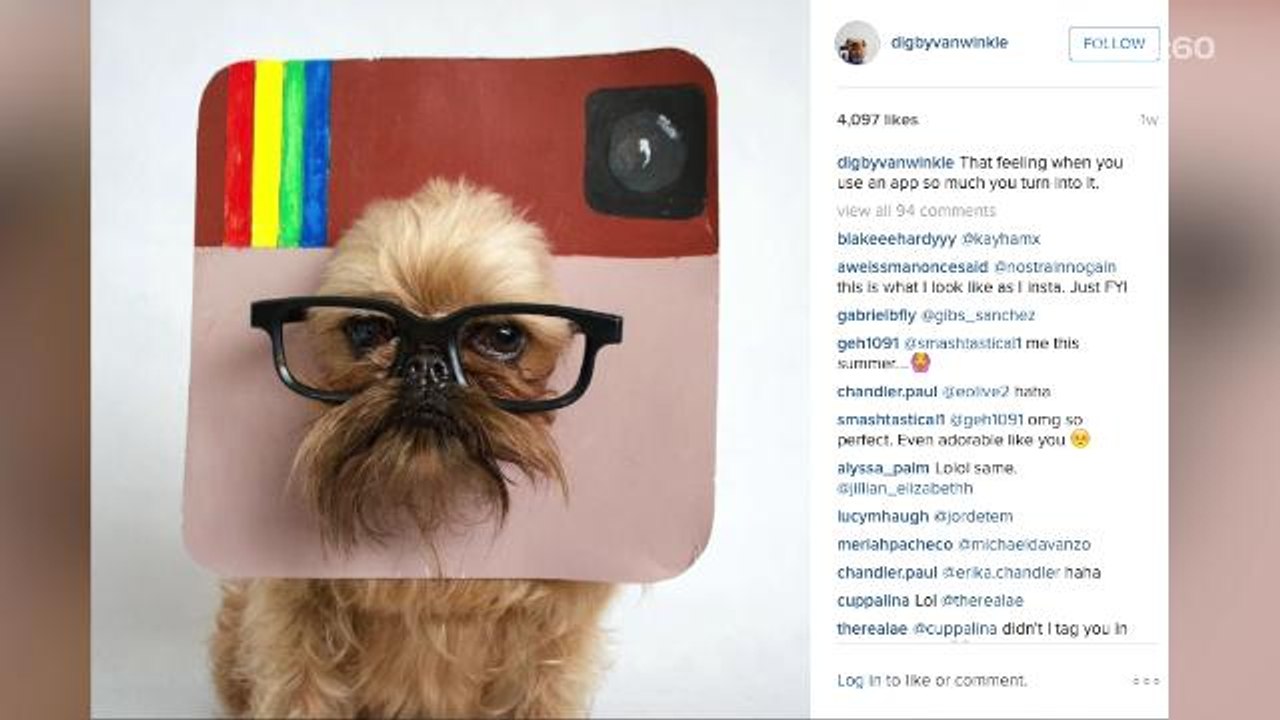 Best dressed dogs on Instagram