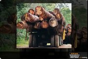 26 de junio - Día Internacional de la Preservación de los Bosques tropicales