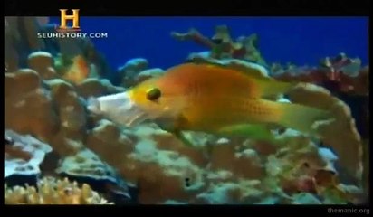 Evolução da Mandibula - Documentário (2008)