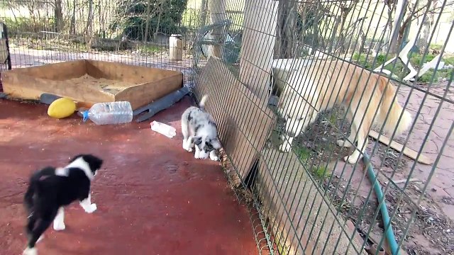 Border Collie Mafalda's - Puppies Saly & Sky 9 Weeks.