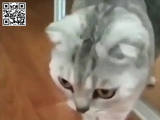 Кот увидел себя в зеркале!
