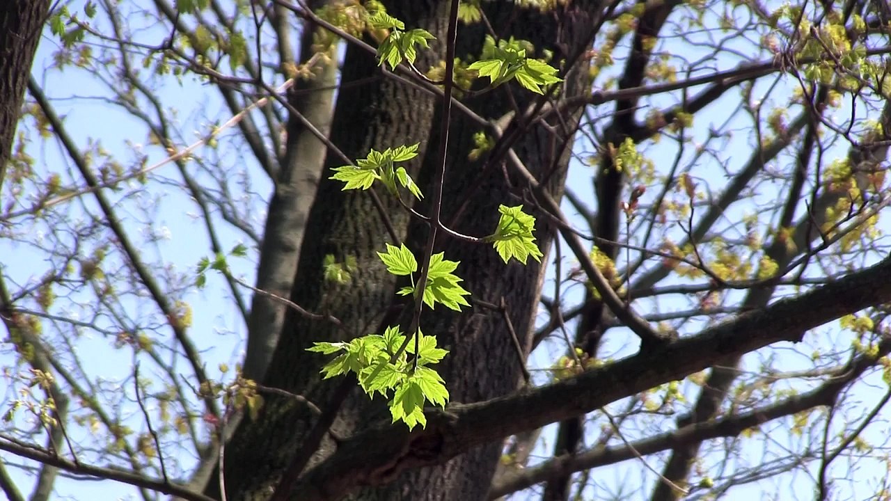 Naturklänge Wald Regen Bach und Meeresrauschen  - Entspannung Wellness Videovertonung HÖRPROBE