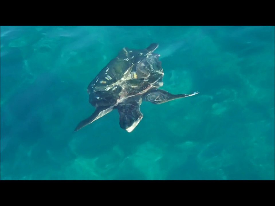 Loggerhead turtle - Zakynthos (Greece)