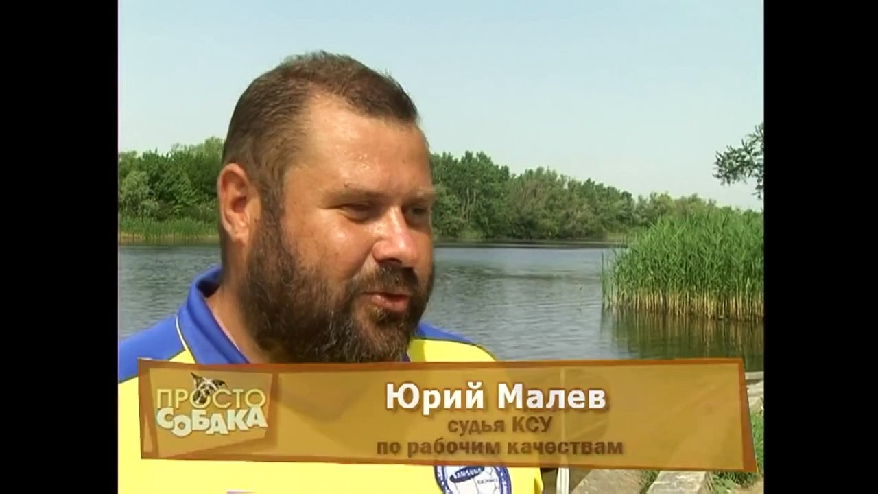 Ньюфы-спасатели.