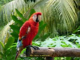 2011 Peru   Iquitos, QuistoCocha, Les Perroquets,  Ara, Guacamayo, Parrots