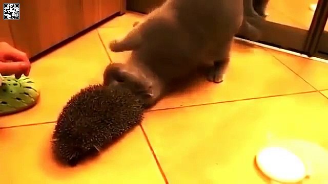 Как кот может использовать ежика)