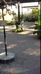 Cockatoo talking at Plant World in Las Vegas