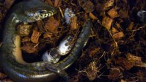 Madagascar Giant Water Skink (Amphiglossus reticulatus) giving birth