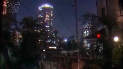 東京のタヌキ Tokyo Tanuki (Racoon Dogs)  ♪Smuggler - Bronze Sambe