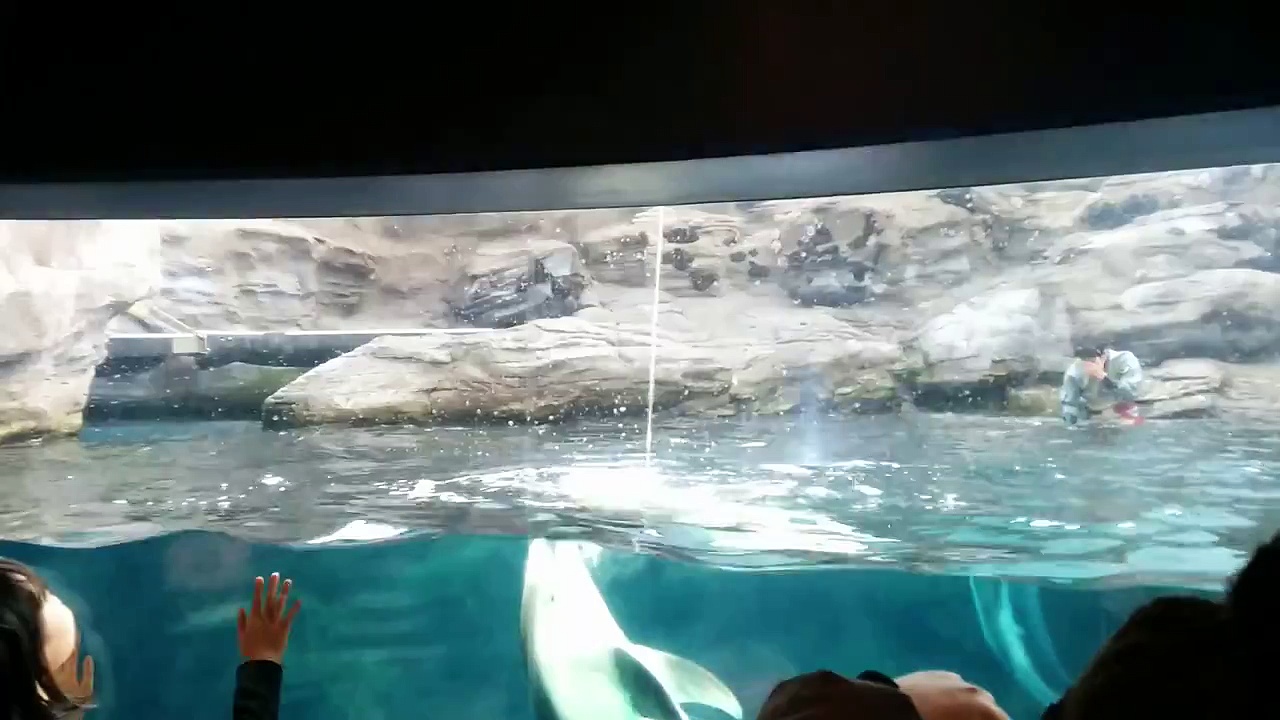 Dolphin Drinking Water