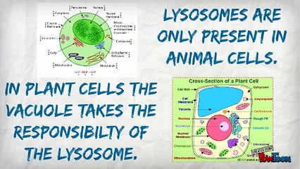 what do you know about Lysosome/ Peroxisomes