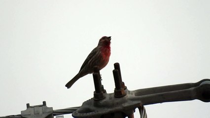 MAle House Finch singing early morning. 1080p with Sony Cyber-shot DSC-HX300 on tripod