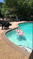 woman is attacked by a dog shark