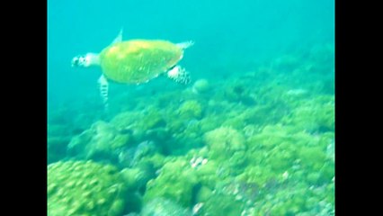 Ilha da Queimada Grande (24/01/2010)