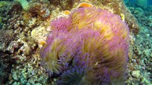 Diving with Anemone Fish on The Great Barrier Reef