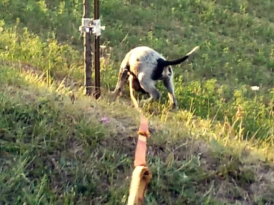 griffon bleu de gascogne