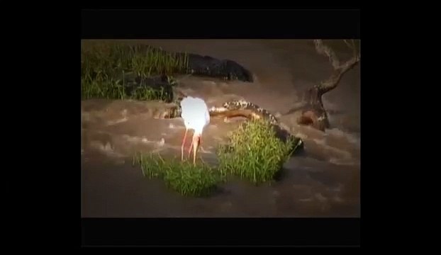 Wildebeests | animal fights | animals | documentary animals