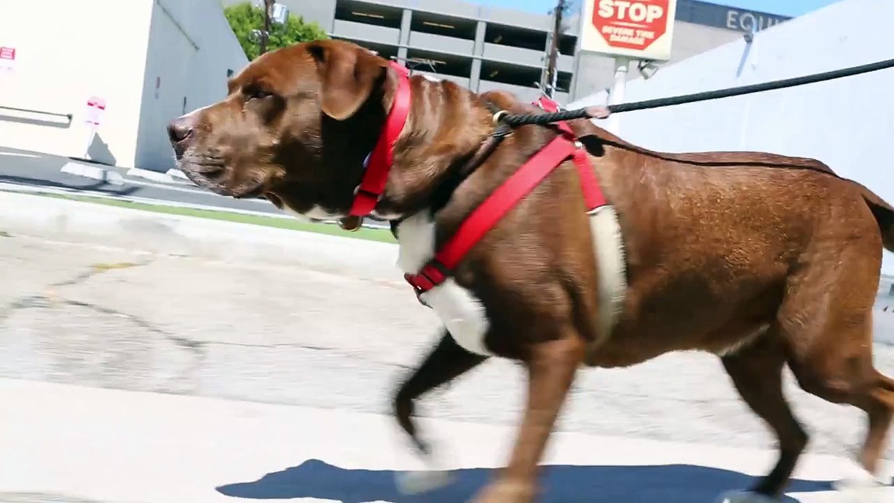 Meet Phish a Retriever Labrador currently available for adoption at Petango.com! 6/9/2015 8:42:56 P