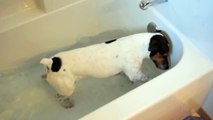 Sparky, the crazy Jack Russell Terrier, in the bath tub doing his thing