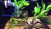 Very Good Calif  Tropical Fish Store for African Cichlids, Freshwater and Saltwater fish