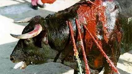 Maltrato animal: la ley que nunca llega