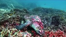 Save the Hawksbill Sea Turtles