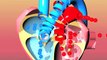Congenital heart defects II: TGA, ToF, AVSD, TA and HLHS
