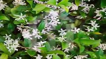 Jasmine Flowers by Kenny G