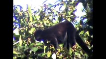Yellow Tailed Woolly Monkey Conservation Peru