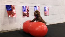 July 4th Dog Tricks - Chicago Dog Training