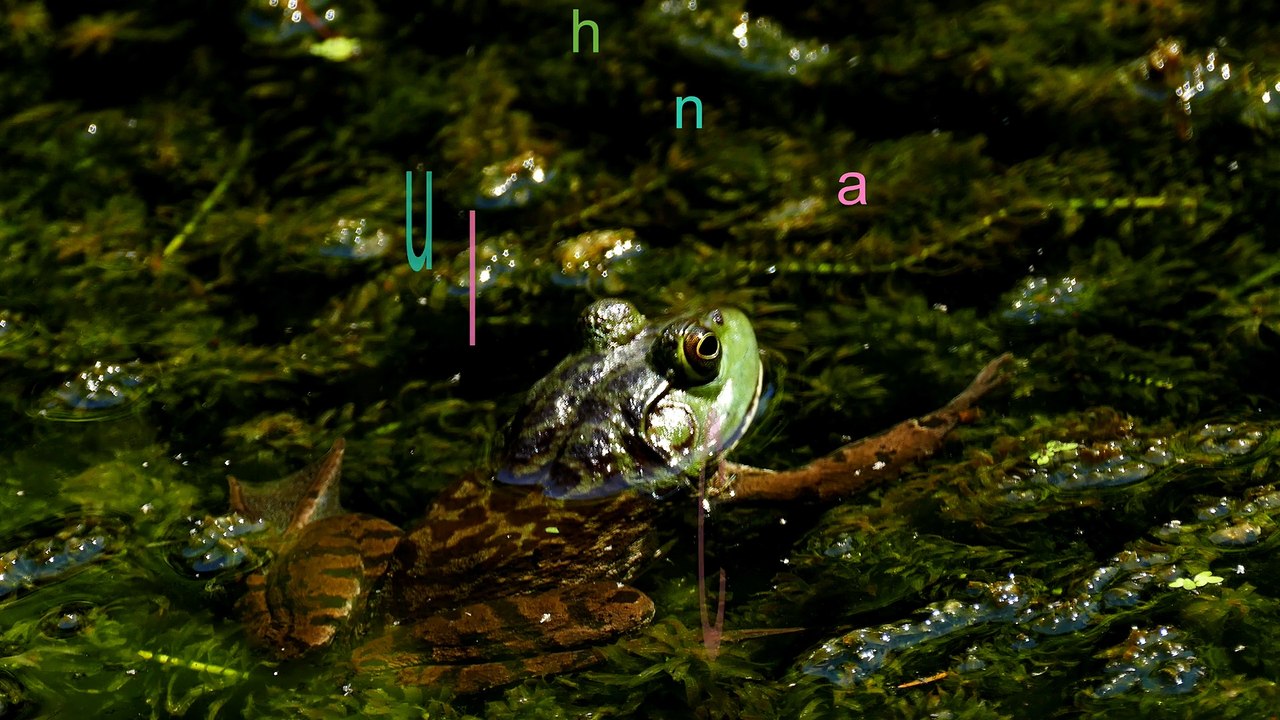 Are Frogs Beautiful?