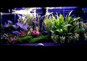 Planted Rainbowfish Tank *October 2011*