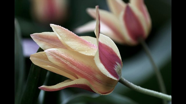 Nino Rota - A time for us (Romeo and Juliet)